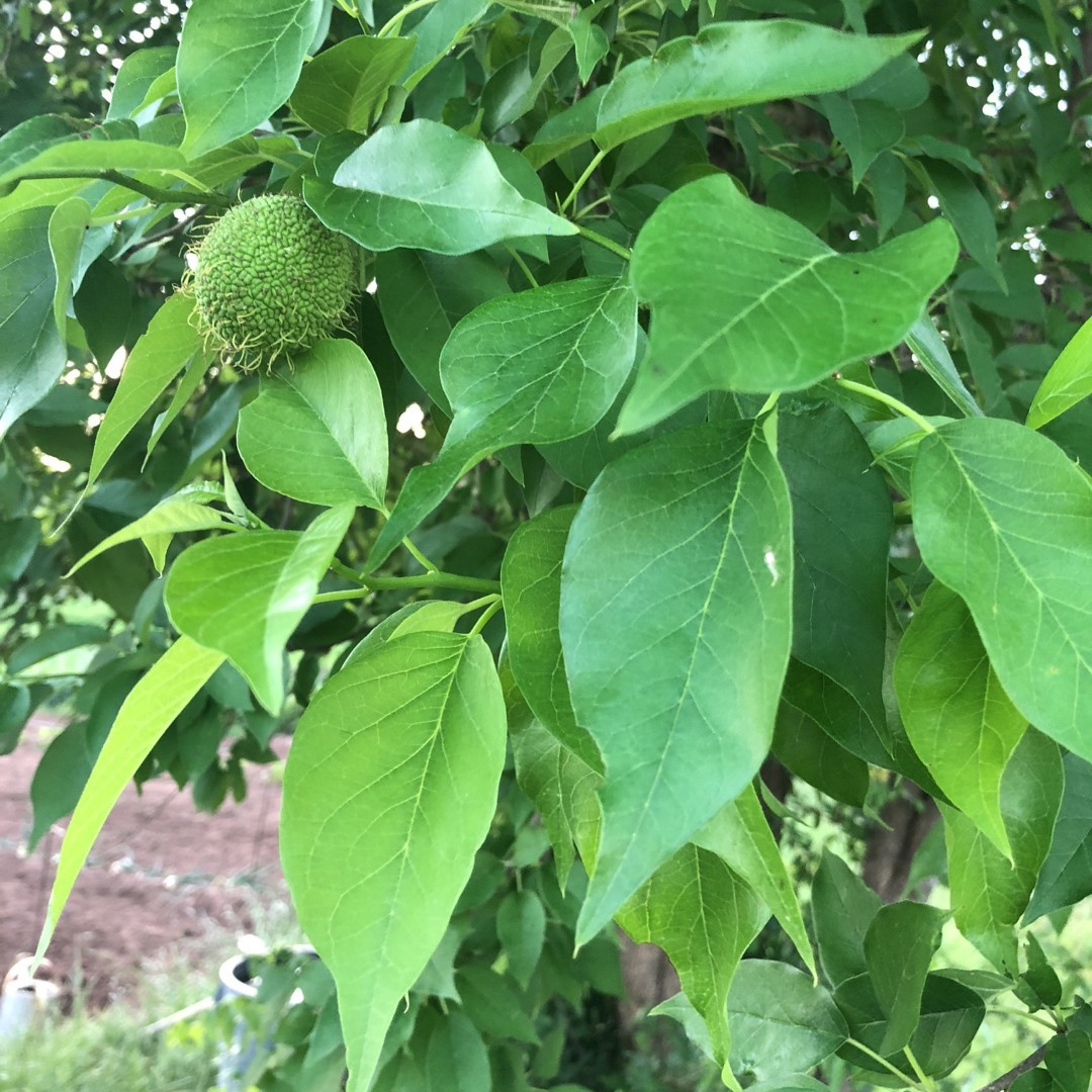 Guida completa alla maclura Pomifera: consumo, utilizzo del liquido e ...